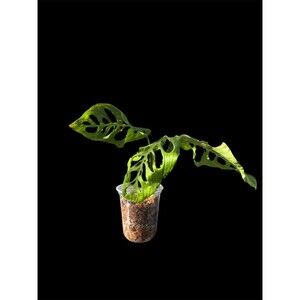 Monstera Esqueleto Top Cutting, Exact Plant Ships Nationwide